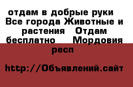 отдам в добрые руки - Все города Животные и растения » Отдам бесплатно   . Мордовия респ.